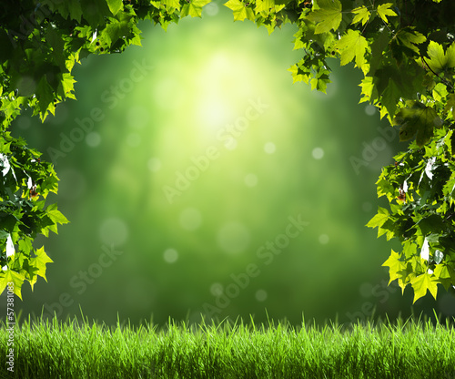 Photo: spring forest spring forest