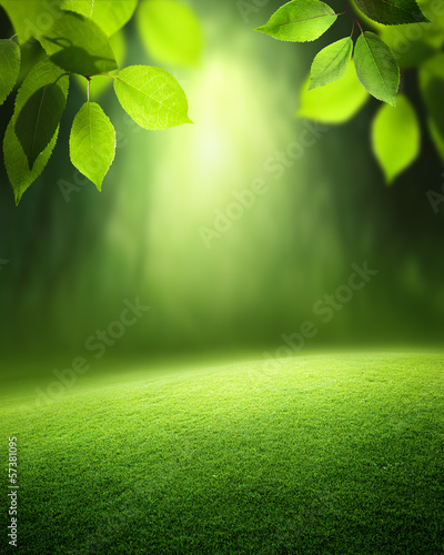 Photo: Spring forest background Spring forest background