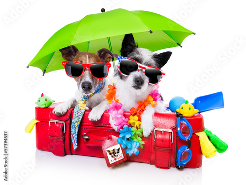 Photo: holiday dogs holiday dogs