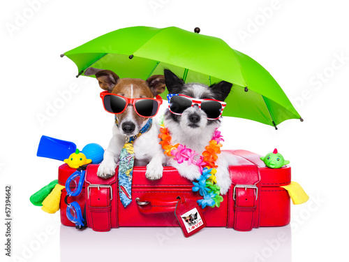 Photo: holiday dogs holiday dogs