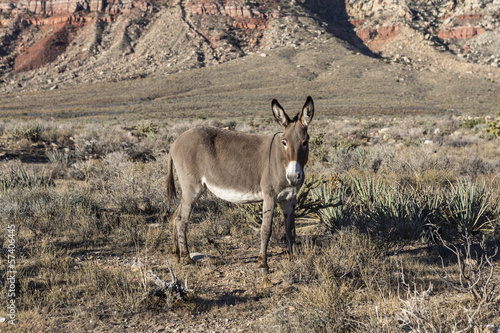 Photo: Red Rock Nevada Burro Red Rock Nevada Burro