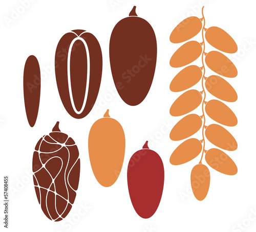 Vector: Date. Fruit Date. Fruit