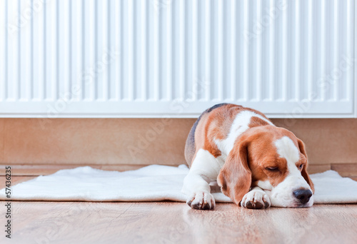 Photo: dog has a rest near to a warm radiator dog has a rest near to a warm radiator