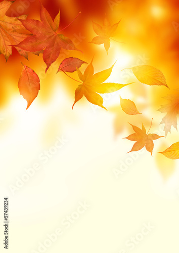Photo: Autumn Falling Leaves Autumn Falling Leaves