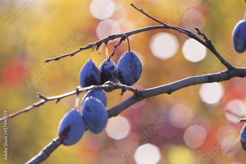 Photo: Ripe plums hanging from a tree Ripe plums hanging from a tree