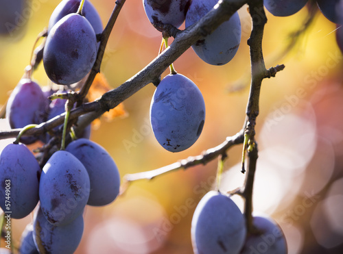 Photo: Ripe plums hanging from a tree Ripe plums hanging from a tree