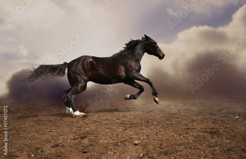 Photo: running Russian trotter running Russian trotter