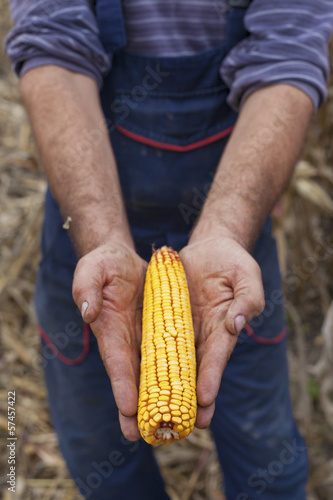 Photo: Farmer showing ripe corn maize ear before harvest Farmer showing ripe corn maize ear before harvest