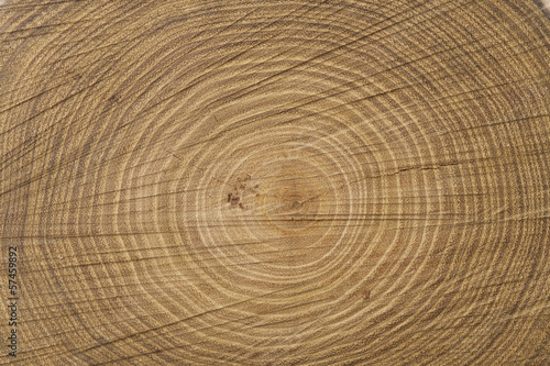 Photo: Tree cross section Tree cross section