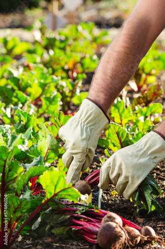 Photo: Planting and harvesting at an organic farm Planting and harvesting at an organic farm