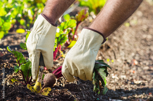 Photo: Planting and harvesting at an organic farm Planting and harvesting at an organic farm