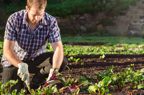 Photo: Farmer harvesting beetroot in the vegetable patch garden Farmer harvesting beetroot in the vegetable patch garden