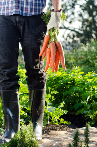 Photo: Local farmer holding a bunch of carrots Local farmer holding a bunch of carrots