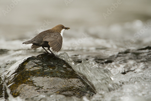 Photo: White-throated dipper, river bird - Hautes-Vosges, France White-throated dipper, river bird - Hautes-Vosges, France