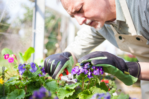 Photo: Gardener pruning a plant Gardener pruning a plant