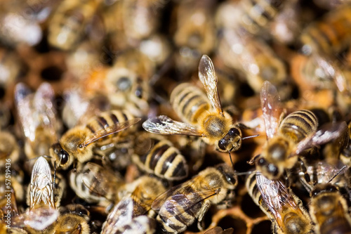 Photo: Bees Swarming Bees Swarming