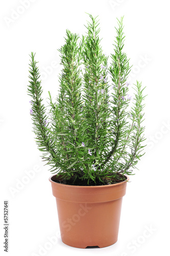 Photo: rosemary plant rosemary plant