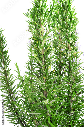 Photo: rosemary rosemary