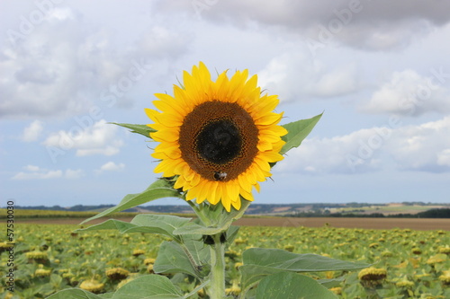 Photo: tournesol tournesol