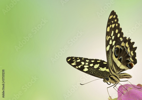 Photo: papillon papillon