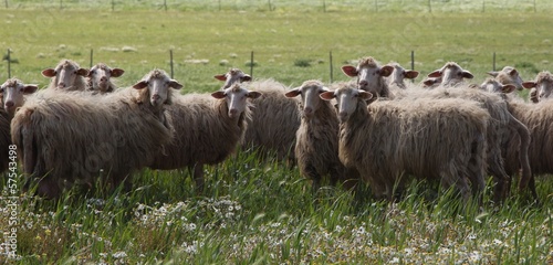 Instant Collection: Sheep Sheep