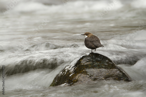 Photo: white-throated dipper, river bird, France white-throated dipper, river bird, France