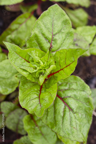 Photo: fresh green chard fresh green chard