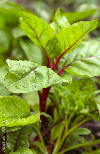 Photo: fresh green chard fresh green chard