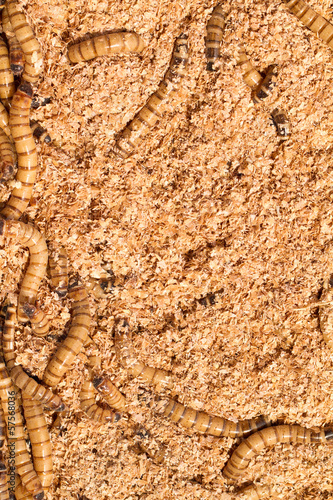 Photo: Mealworms Mealworms
