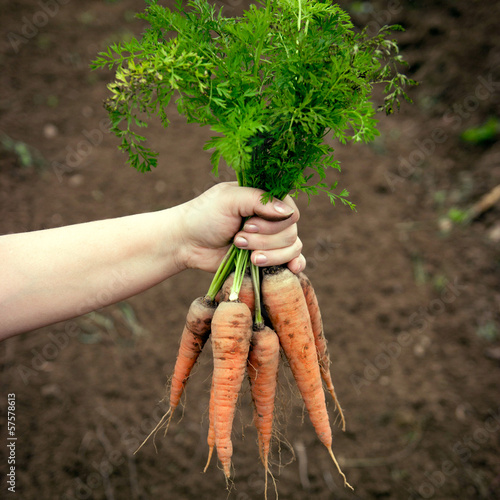 Photo: Fresh carrots Fresh carrots