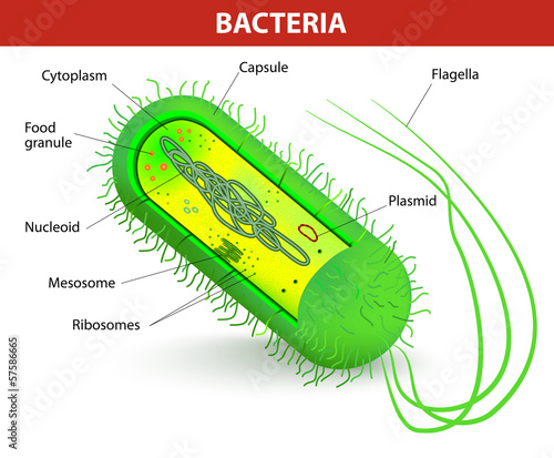Vector: Bacteria cell structure Bacteria cell structure
