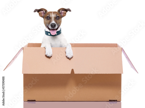 Photo: moving box dog moving box dog