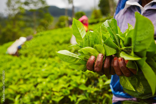 Photo: Tea plantation Tea plantation