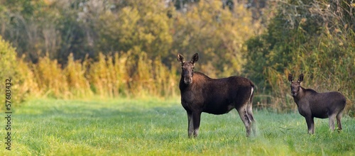 Photo: Moose cow with calf Moose cow with calf