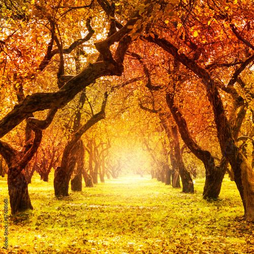 Photo: Autumn. Fall. Autumnal Park Autumn. Fall. Autumnal Park