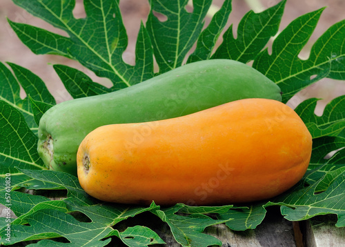 Photo: Yellow papaya in the garden Yellow papaya in the garden
