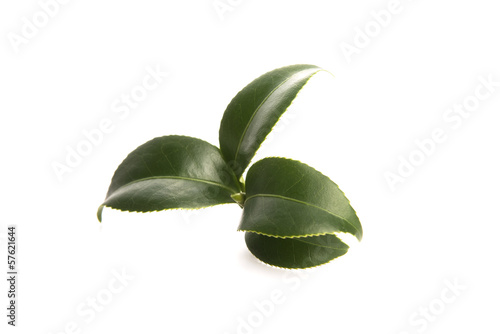 Photo: fresh tea leaves isoalted on the white background fresh tea leaves isoalted on the white background