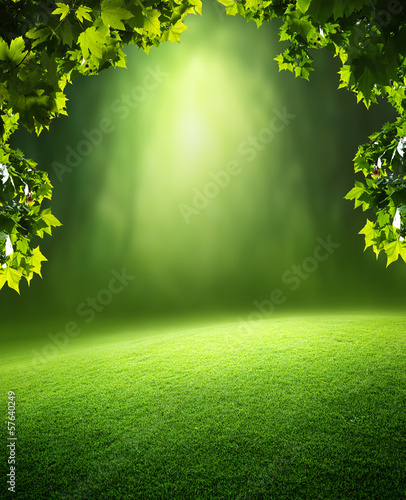 Photo: spring forest spring forest