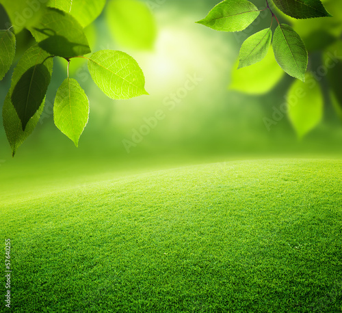 Photo: Spring forest background Spring forest background