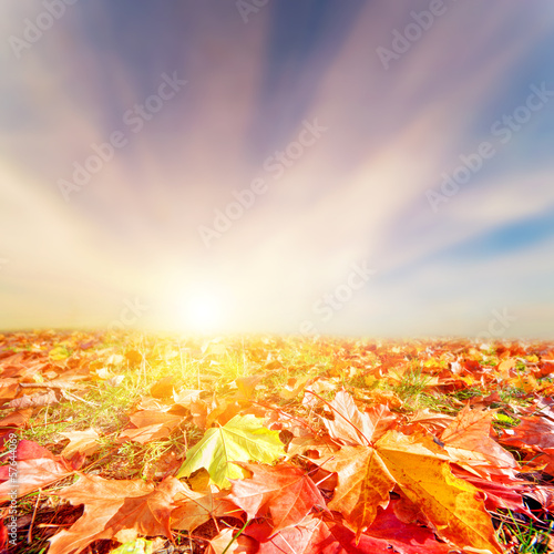 Photo: Autumn, fall landscape. Colorful leaves, sunset sky Autumn, fall landscape. Colorful leaves, sunset sky