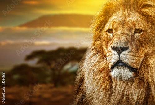 Fototapeta Lion portrait on savanna background and Mount Kilimanjaro