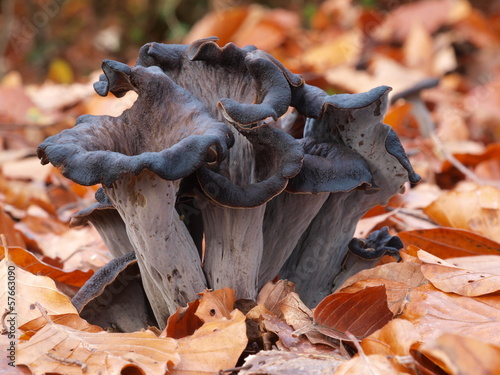 Photo: Herbsttrompete, Totentrompete Herbsttrompete, Totentrompete