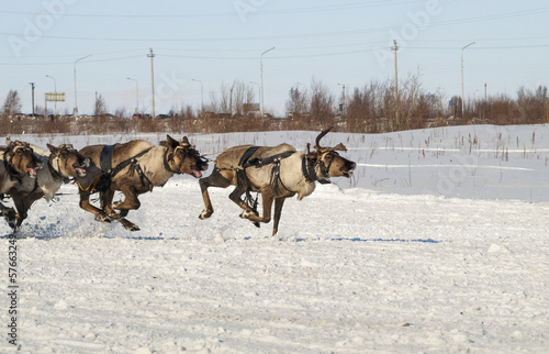 Photo: flying reindeers flying reindeers