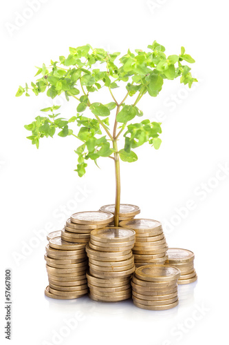 Photo: Money growing concept, isolated on white background Money growing concept, isolated on white background
