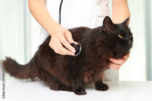 Photo: 猫を診察する獣医 猫を診察する獣医