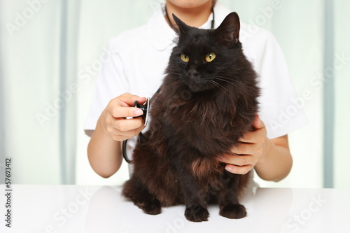Photo: 猫を診察する獣医 猫を診察する獣医