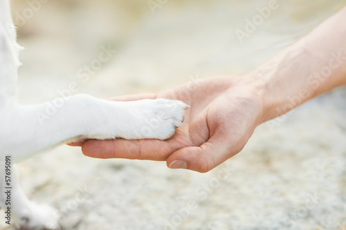 Photo: high five paw high five paw