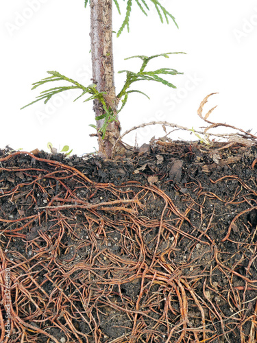 Photo: Root structure Root structure