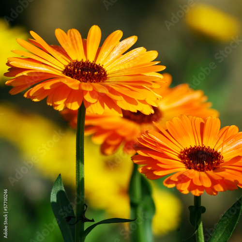  Marigold (Calendula officinalis)