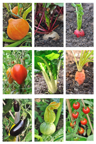 Photo: planche légumes du potager planche légumes du potager